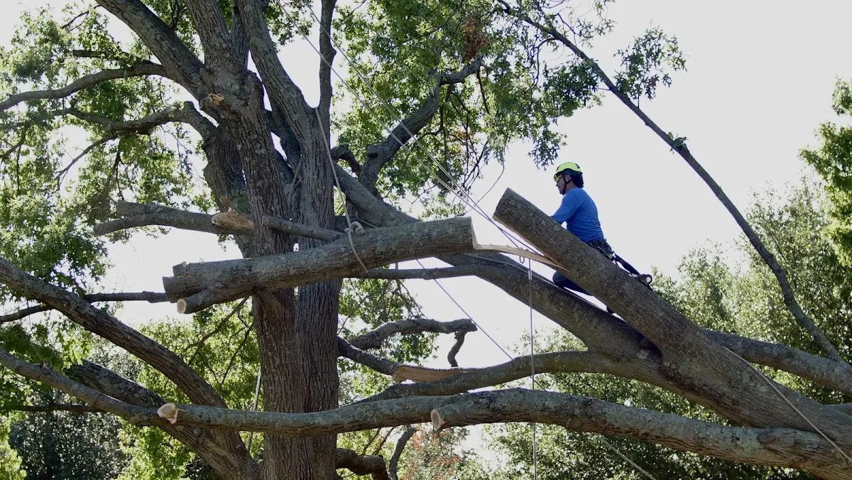 Professional Crown Thinning performed by certified arborists in Rising City