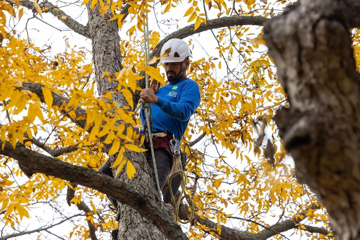 Skilled Tree Planing crew working in Rising City