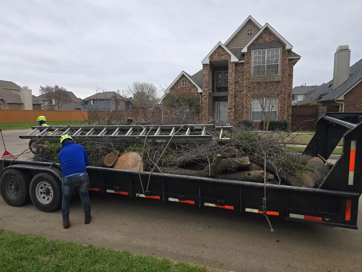 Expert Tree Removal with proper safety equipment in Rising City